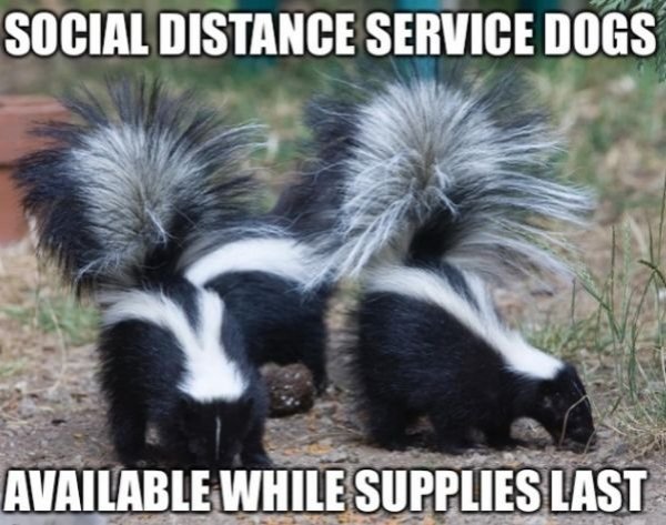 Funny Animals (61 pics)
