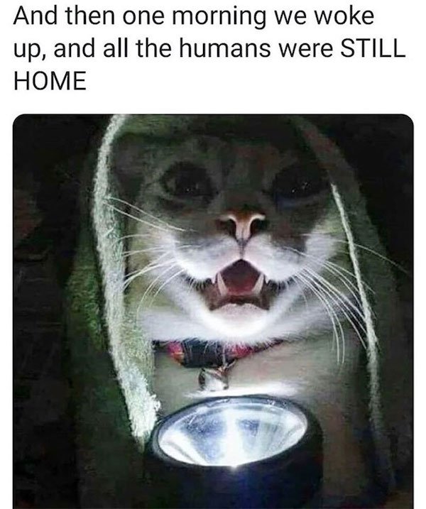Quarantine Memes (33 pics)