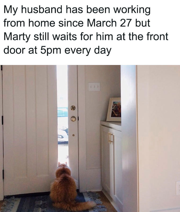 Quarantine Memes (33 pics)