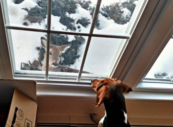 Funny Animals (61 pics)