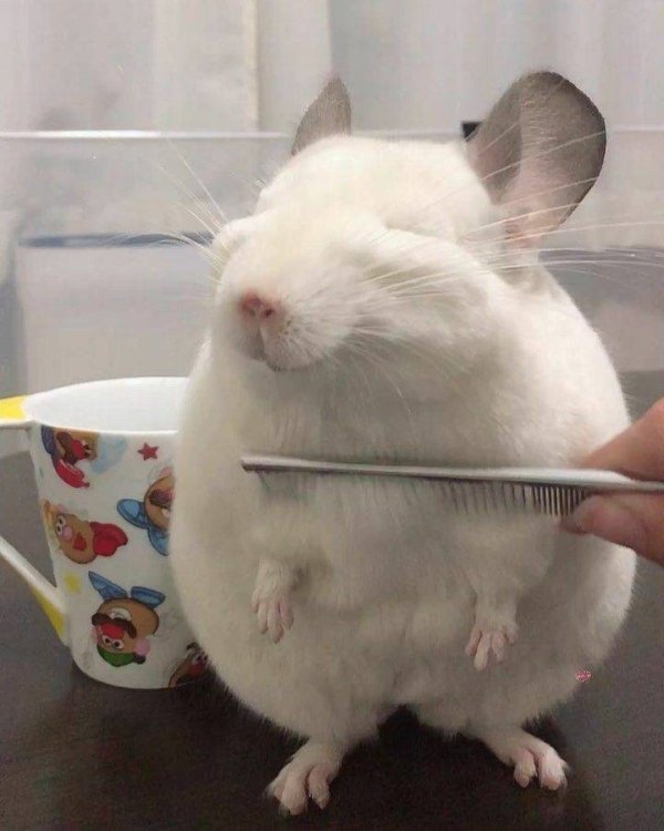 Funny Animals (61 pics)