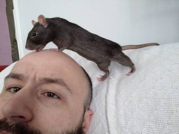 Funny Animals (61 pics)