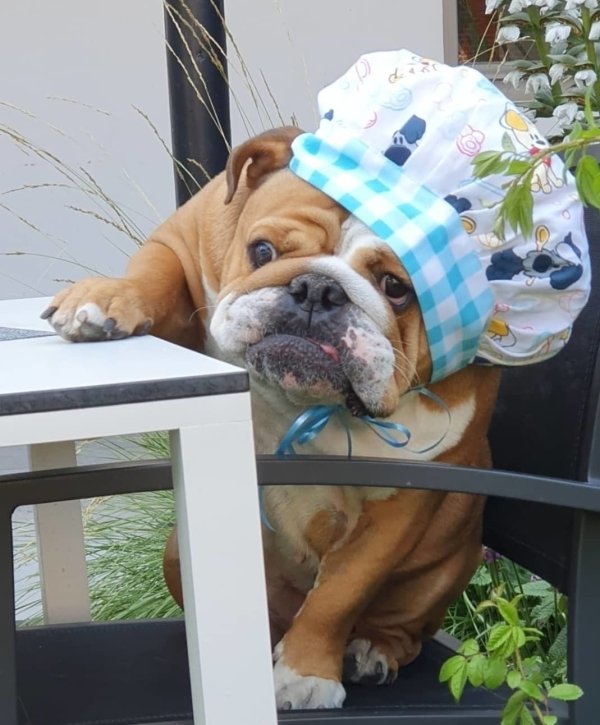 Funny Animals (61 pics)