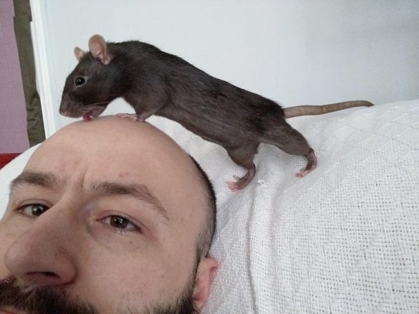 Funny Animals (61 pics)