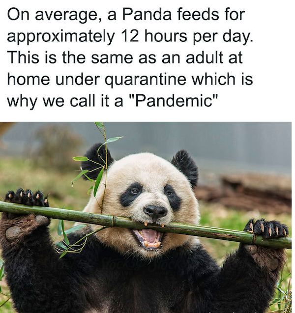 Quarantine Memes (33 pics)