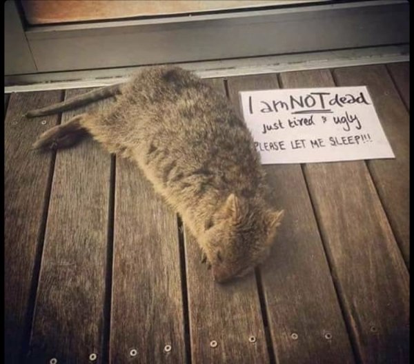 Funny Animals (61 pics)