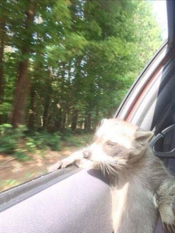 Funny Animals (61 pics)