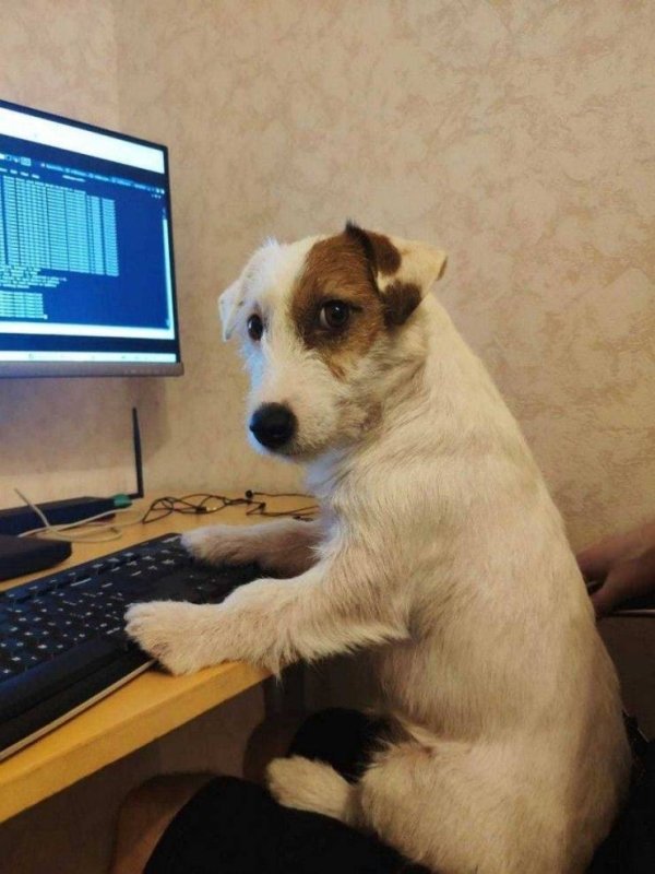 Funny Animals (61 pics)
