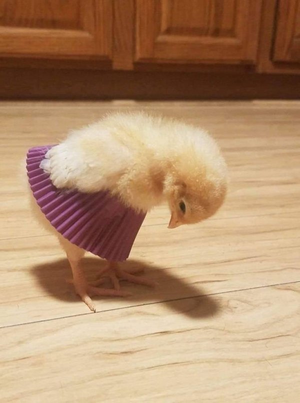 Funny Animals (61 pics)