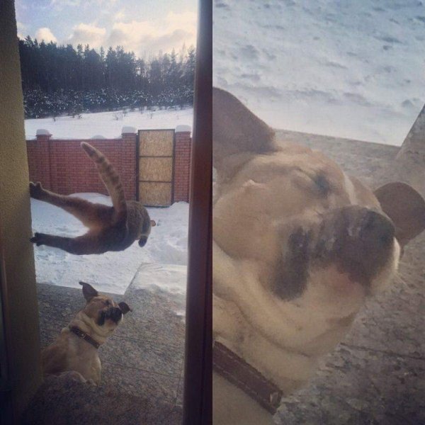 Funny Animals (61 pics)