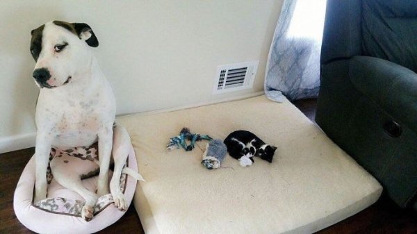 Funny Animals (61 pics)
