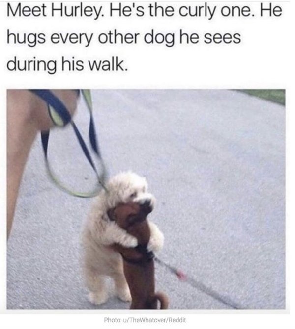 Funny Animals (61 pics)