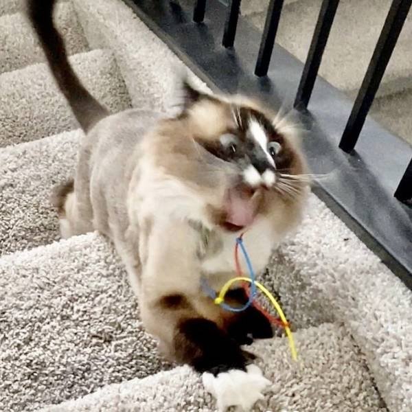 Funny Animals (61 pics)