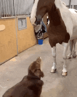 Funny Animals (61 pics)