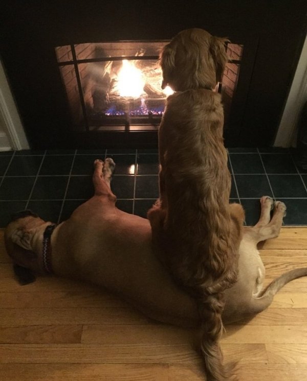 Funny Animals (61 pics)