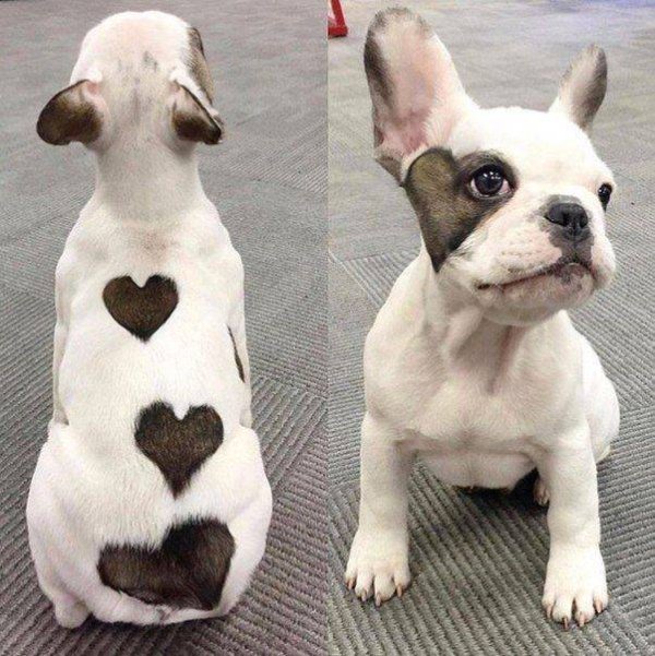 Funny Animals (61 pics)