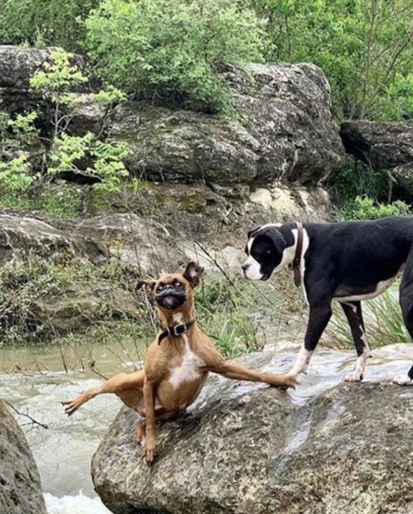 Funny Animals (61 pics)