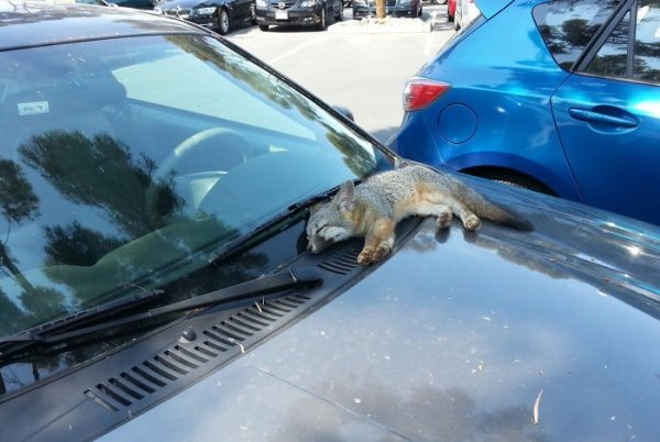 Funny Animals (61 pics)