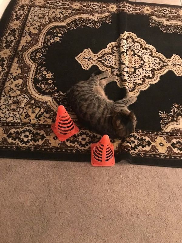 Cute Cats (39 pics)