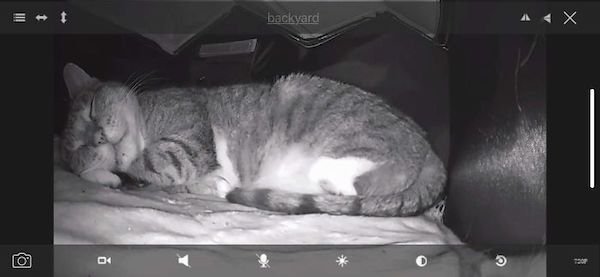 Cute Cats (39 pics)
