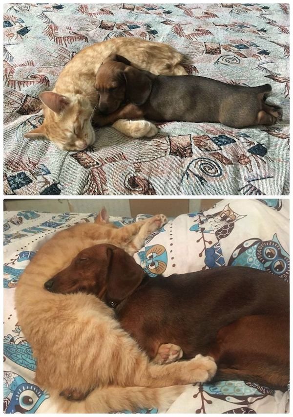 Cute Cats (39 pics)