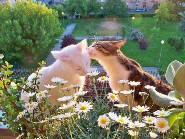 Cute Cats (39 pics)