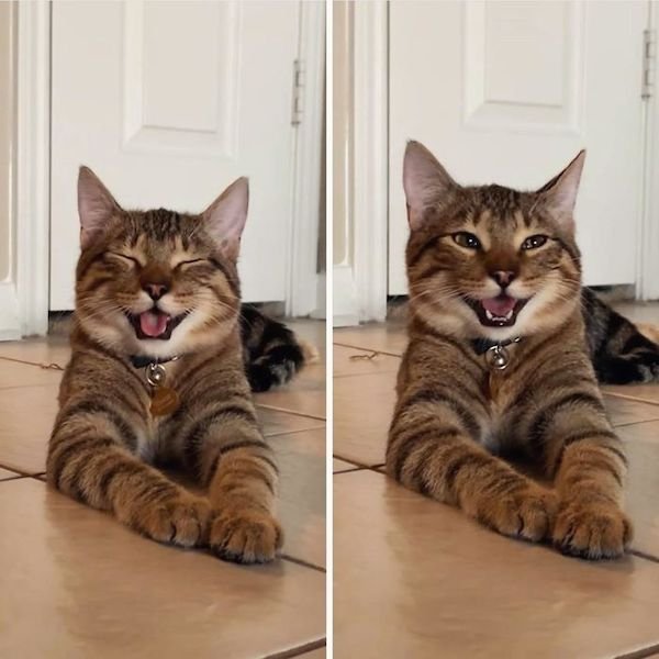 Cute Cats (39 pics)