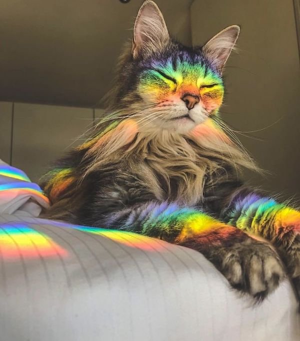 Cute Cats (39 pics)