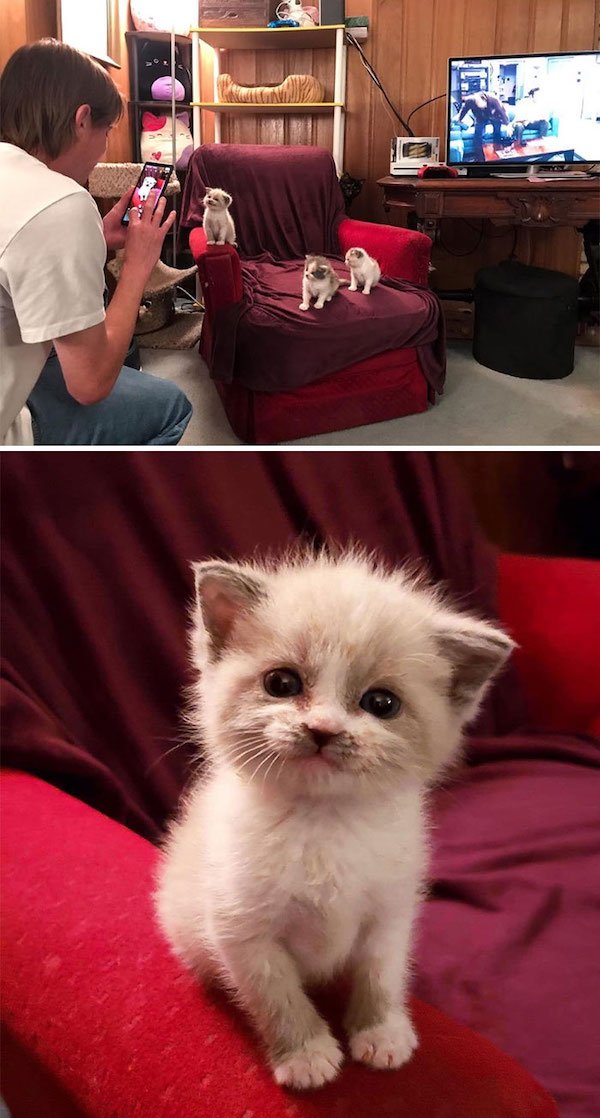 Cute Cats (39 pics)