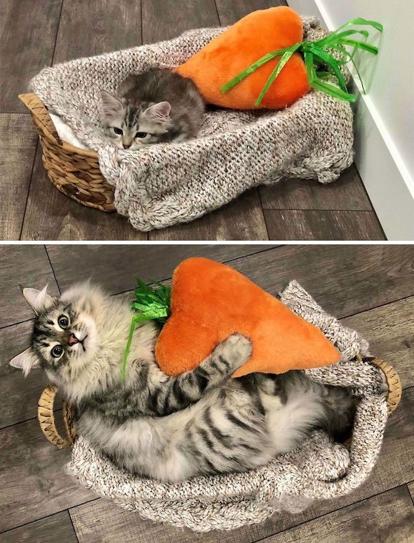 Cute Cats (39 pics)