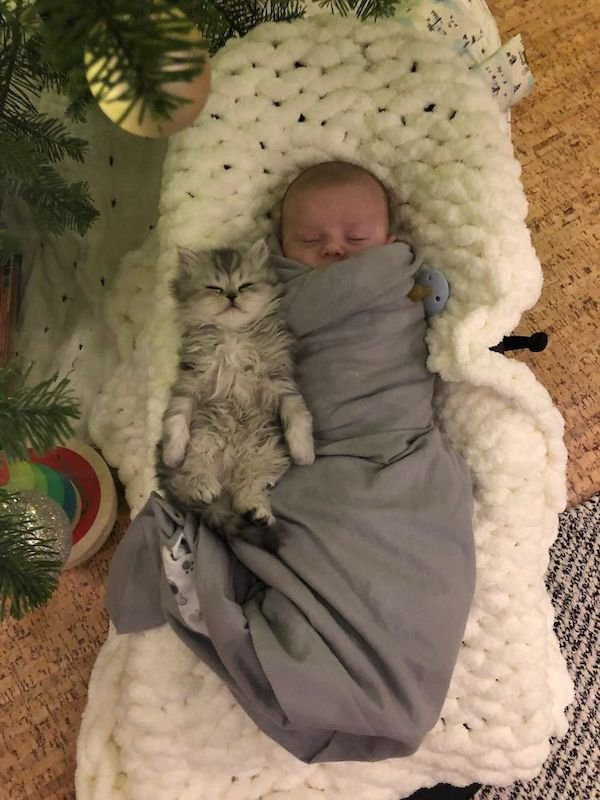 Cute Cats (39 pics)