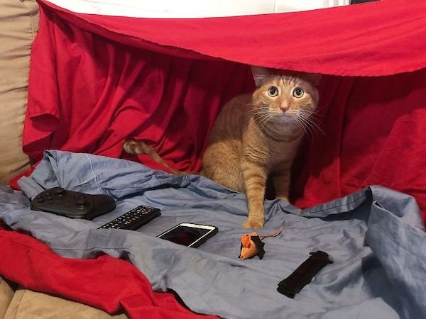Cute Cats (39 pics)