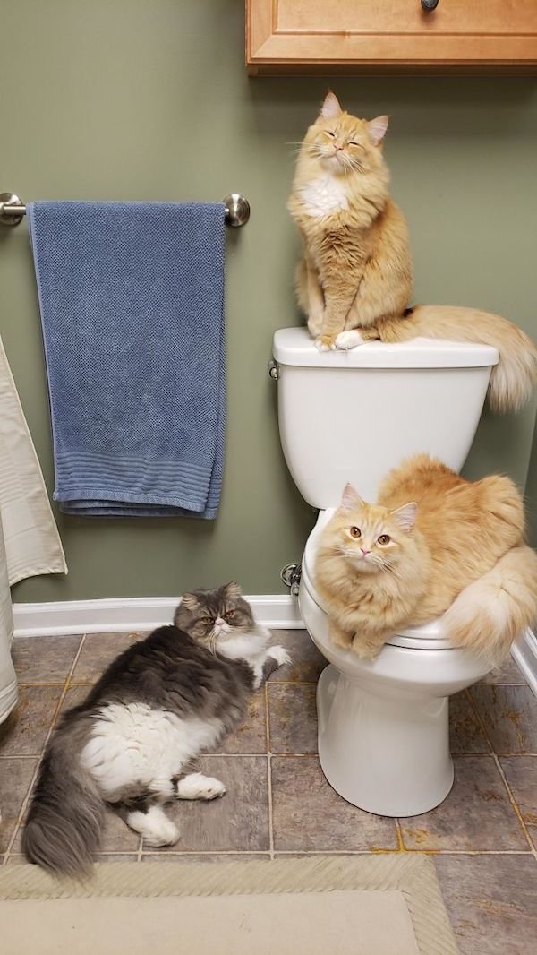 Cute Cats (39 pics)