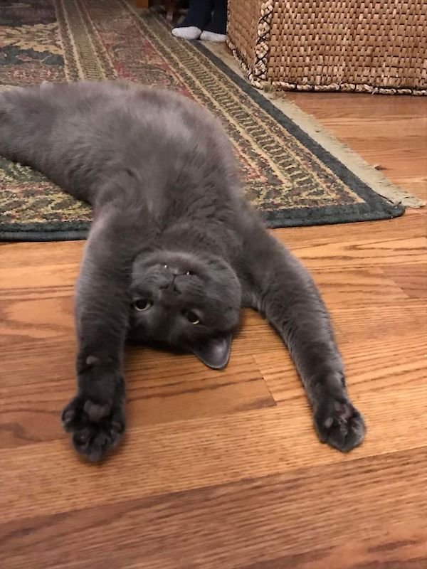 Cute Cats (39 pics)