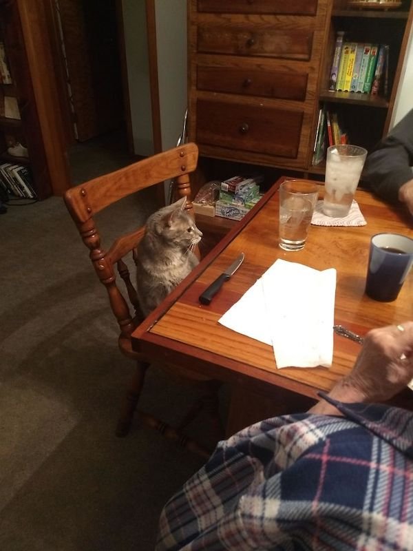 Cute Cats (39 pics)