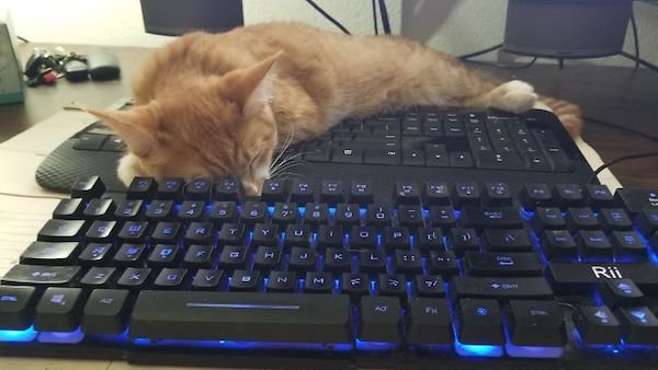 Cute Cats (39 pics)