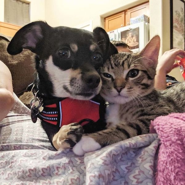 Cute Cats (39 pics)