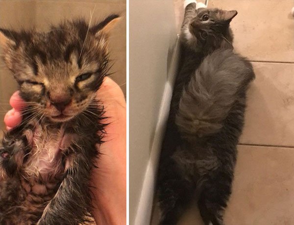Cute Cats (39 pics)