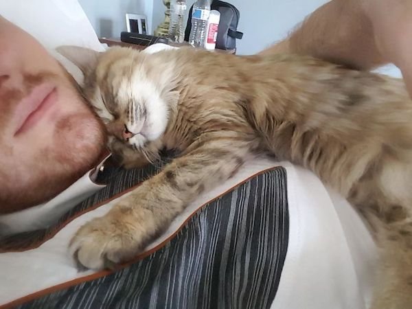 Cute Cats (39 pics)