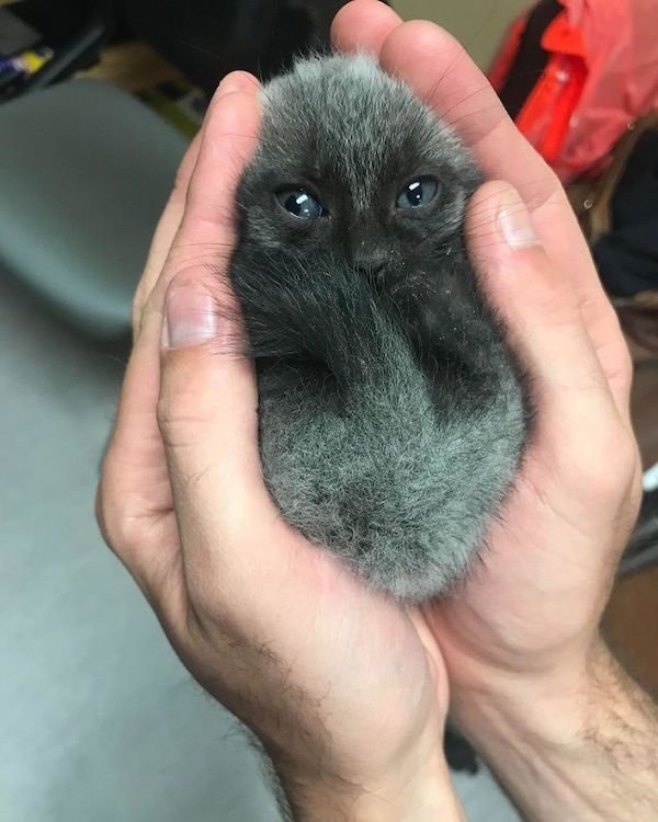 Cute Cats (39 pics)