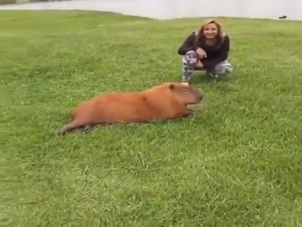 Let That Be A Lesson For You To Respect Wild Animals