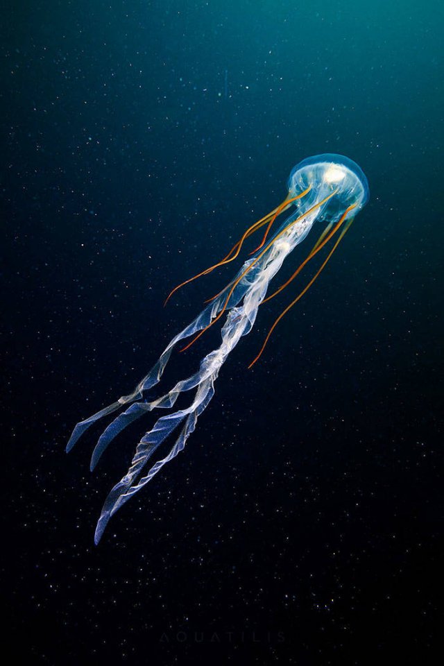Amazing Underwater Creatures (30 pics)