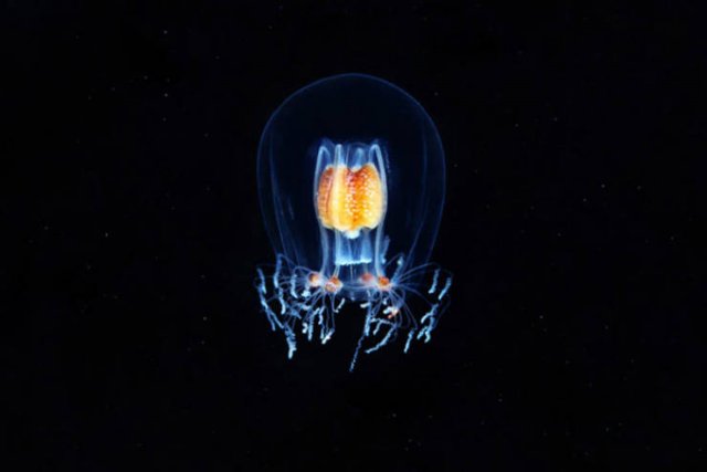 Amazing Underwater Creatures (30 pics)