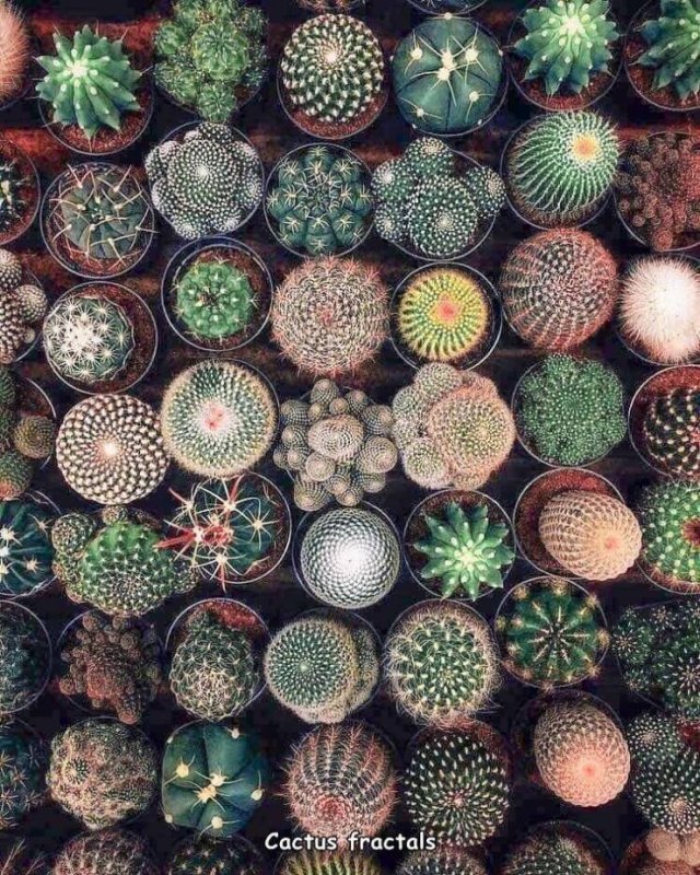 Acid Picdump. Part 1 (95 pics)