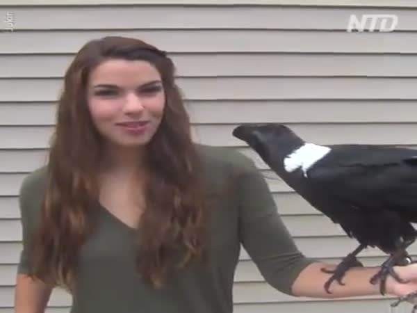 Can Ravens Speak?