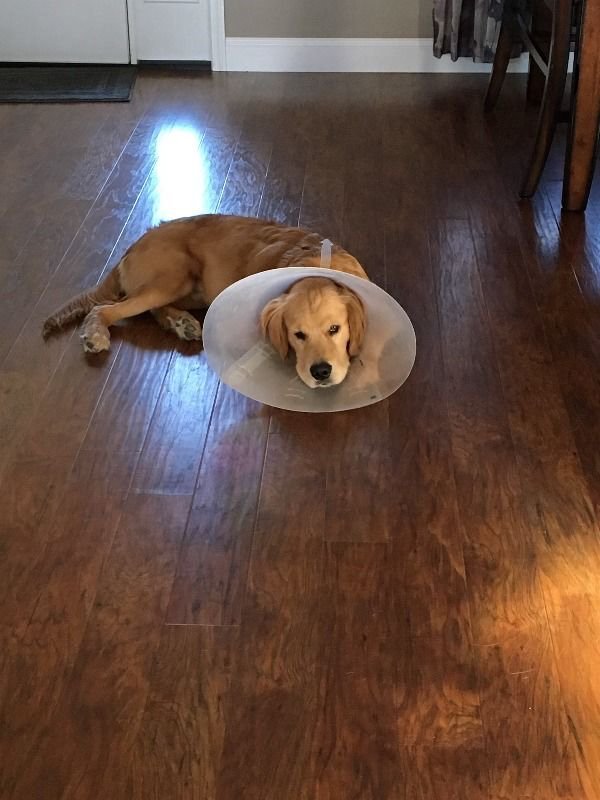 Pets In Lampshades (35 pics)