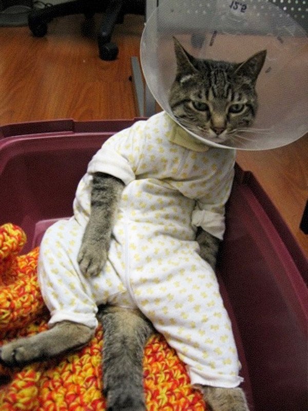 Pets In Lampshades (35 pics)