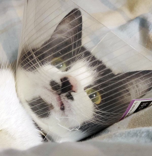 Pets In Lampshades (35 pics)