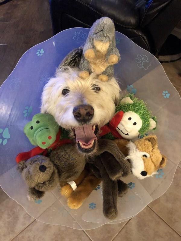 Pets In Lampshades (35 pics)