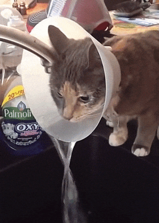 Pets In Lampshades (35 pics)